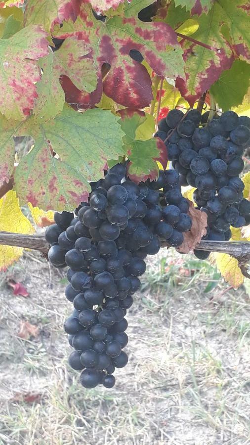 Agriturismo "Veritas" Bed & Wine Casaleggio Boiro Екстериор снимка