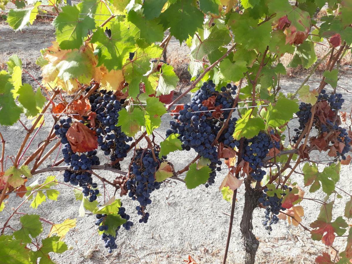 Agriturismo "Veritas" Bed & Wine Casaleggio Boiro Екстериор снимка